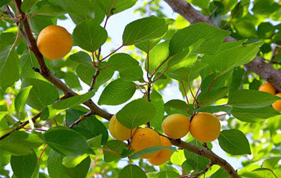 立夏吃個杏，到老沒有病